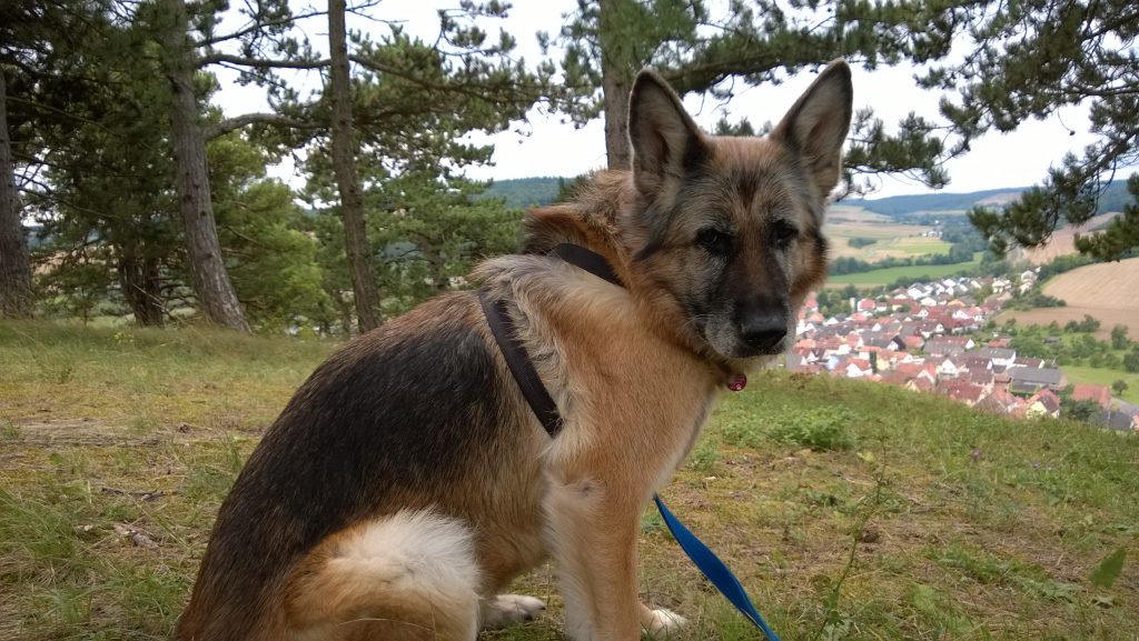 Mit Blick auf den Boxberger Stadtteil Unterschüof sitzt Sari dekorativ da