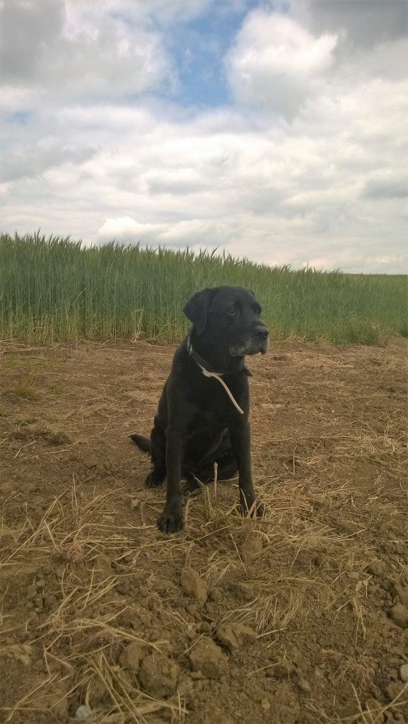 Tageshund Nella, kleiner Dreckspatz vor dem Maisfeld