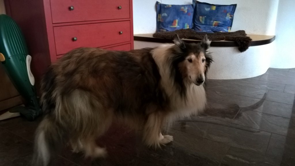 Colliehündin Phoebe bei ihrem letzten Aufenthalt - steht vor der Kommode